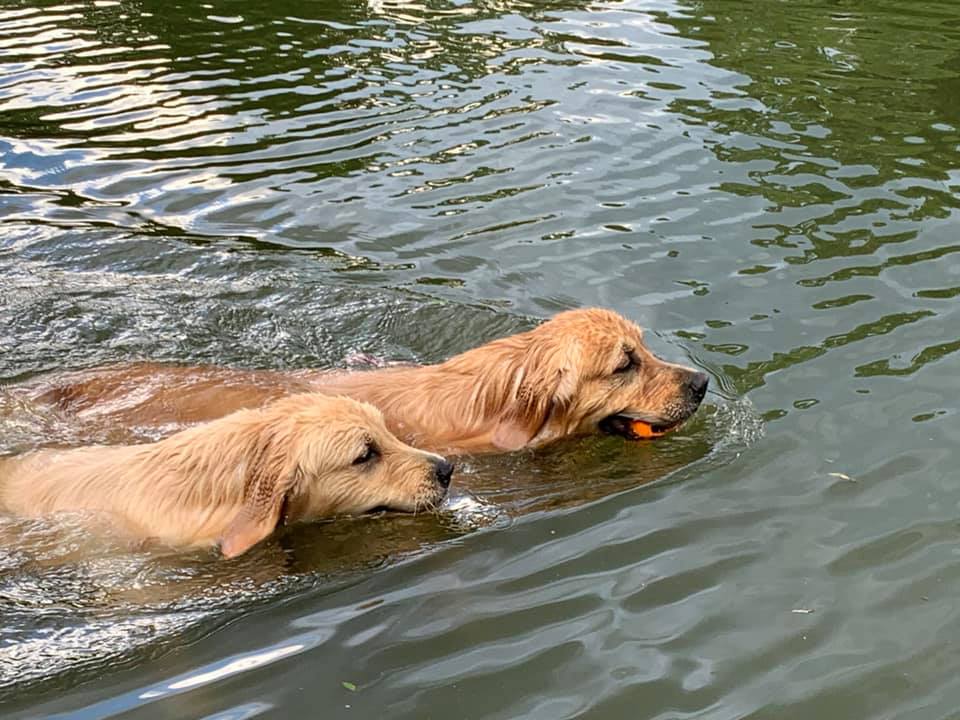 Lake Gaston Goldens